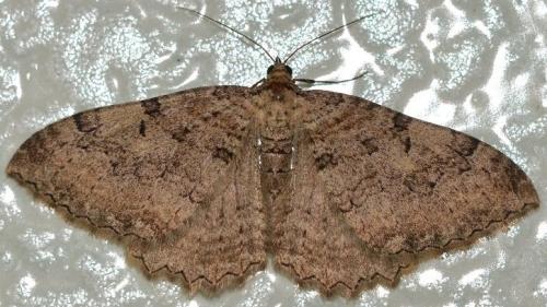 Réf. 321 876 : Hydria cervinalis
